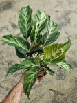 Calathea Confusion Electric Shock - XL