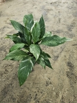 Skrzydłokwiat Spathiphyllum variegata - L