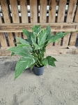 Skrzydłokwiat Spathiphyllum variegata - L
