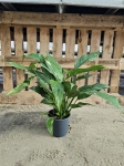 Skrzydłokwiat Spathiphyllum variegata - L