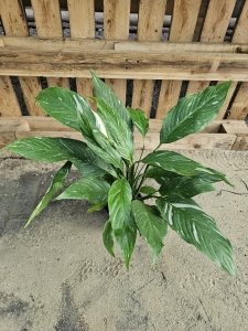 Skrzydłokwiat  Spathiphyllum variegata - L