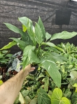 Skrzydłokwiat Spathiphyllum variegata - L