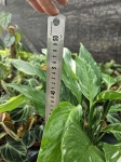 Skrzydłokwiat Spathiphyllum variegata - L
