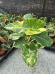 Philodendron burle marx variegata - M