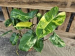 Philodendron burle marx variegata - M