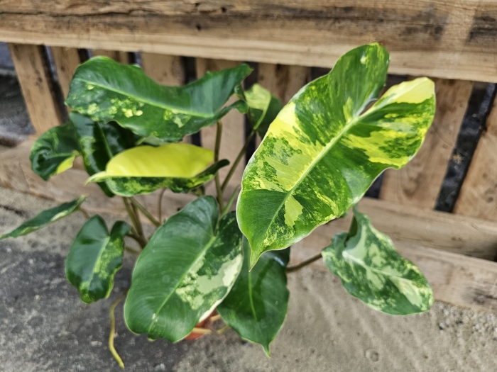 Philodendron burle marx variegata - M