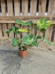 Philodendron burle marx variegata - M