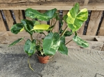 Philodendron burle marx variegata - M