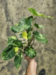 Philodendron burle marx variegata - M