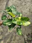 Philodendron burle marx variegata - M
