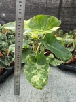 Philodendron burle marx variegata - M