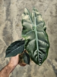 Alocasia Chantrieri - L
