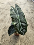 Alocasia Chantrieri - L