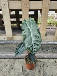 Alocasia Chantrieri - L