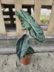 Alocasia Chantrieri - L