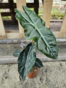 Alocasia Chantrieri - L