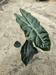 Alocasia Chantrieri - L
