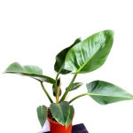 Philodendron Green Spear XL