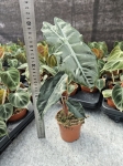 Alocasia Chantrieri - L