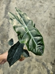 Alocasia Chantrieri - L