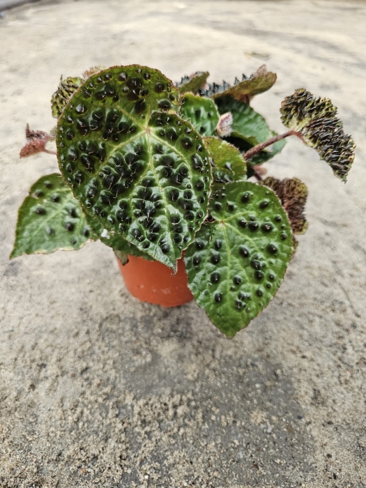 Begonia melanobullata