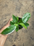 Philodendron White Wizard - M
