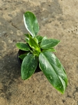 Philodendron White Wizard - M