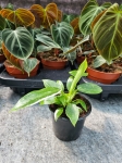 Philodendron White Wizard - M