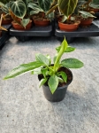 Philodendron White Wizard - M