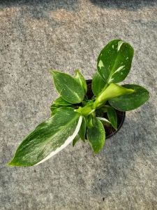 Philodendron White Wizard - M