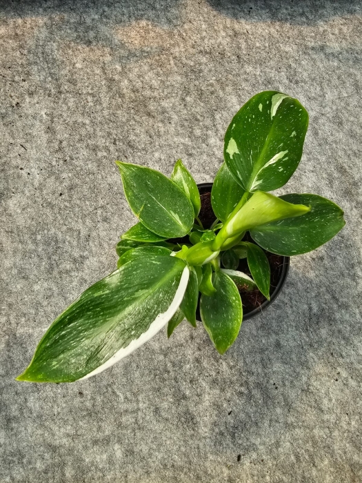 Philodendron White Wizard - M