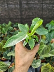 Philodendron White Wizard - M
