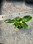Philodendron White Wizard - M