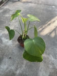 Philodendron rugosum - XL