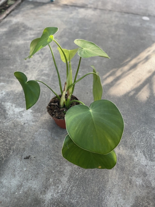 Philodendron rugosum - XL