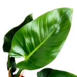 Philodendron Green Spear
