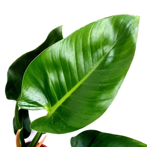Philodendron Green Spear