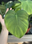 Philodendron rugosum - XL