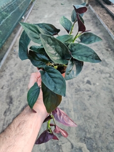 Syngonium erythrophyllum "Red Arrow" - M