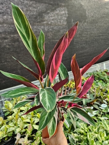 Stromanthe sang. 'Triostar' - L