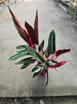 Stromanthe sang. 'Triostar' - L