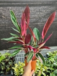 Stromanthe sang. 'Triostar' - L