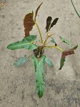 Philodendron Atabapoense - XL
