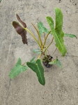 Philodendron Atabapoense - XL