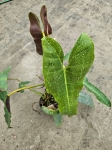 Philodendron Atabapoense - XL