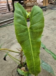 Philodendron Atabapoense - XL