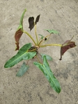 Philodendron Atabapoense - XL