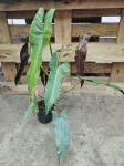 Philodendron Atabapoense - XL