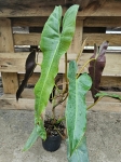 Philodendron Atabapoense - XL