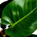 Philodendron Green Spear 